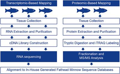 Tissue-Based Mapping of the Fathead Minnow (Pimephales promelas) Transcriptome and Proteome